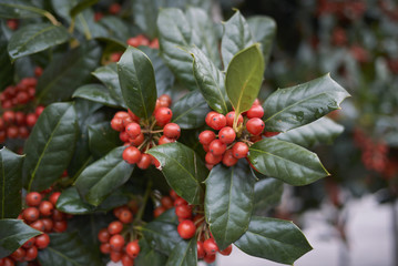 Ilex aquifolium