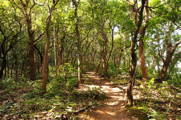Path in the beautiful green forest