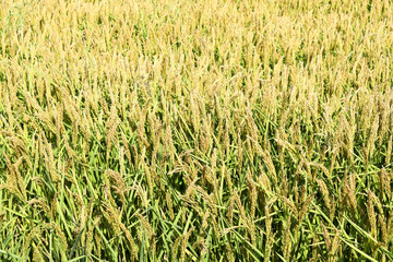 Field of rice in the rice paddies. Rice cultivation in temperate climates.