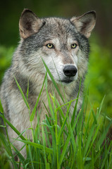 Grey Wolf (Canis lupus) Looks to Right