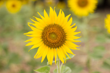 Obraz premium Closeup Beautiful of a Sunflower or Helianthus in Sunflower Field, Bright yellow sunflower Lopburi, Thailand