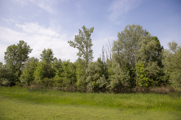 Fototapeta premium Green field, trees and dramatic grey sky, Lonjsko Polje, Croatia