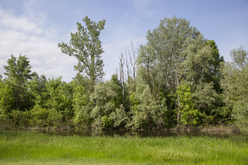 Fototapeta premium Green field, trees and dramatic grey sky, Lonjsko Polje, Croatia