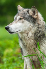 Naklejka na ściany i meble Grey Wolf (Canis lupus) Profile Left