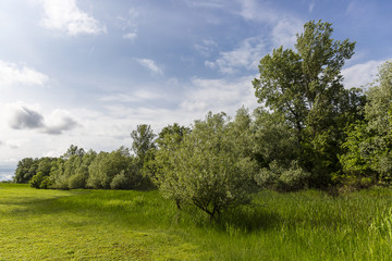 Green field, trees and dramatic grey sky, Lonjsko Polje, Croatia
