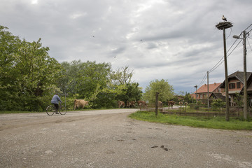 Obraz premium village in the nature reserve Lonjsko Polje with traditionnal houses, a farmer taking his cows back to the farm on his bike and a stork in its nest, Croatia