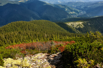 View of mountain forest landscape under sunlight in the middle of the summer with heavy blue sky as a background.