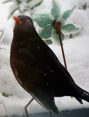 Schwarzdrossel im Winter