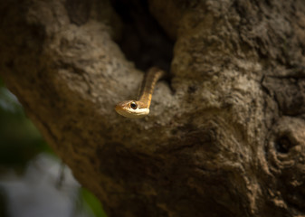 Bronze Backed Tree Snake in its habitat