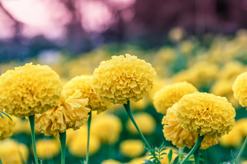 marigold flowers in the garden blur