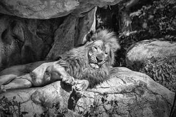 The King of the Jungle