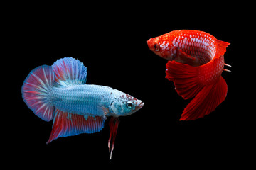 Two siamese fighting fishes isolated on black background