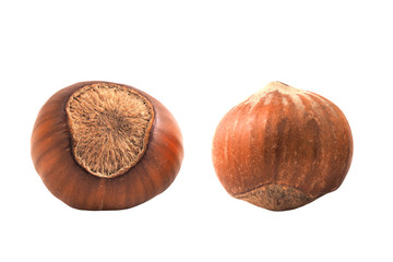 Zwei Haselnüsse freigestellt