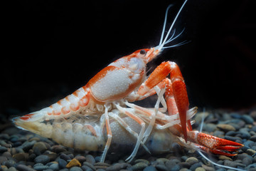 Pracamberus Clarkii Ghost