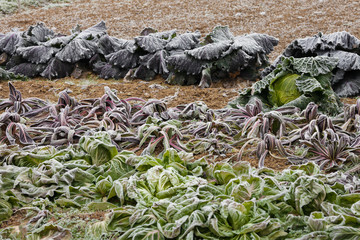 frost salad after a cold night in winter