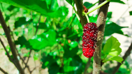 close-up mulberry tree