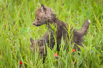 Red Fox (Vulpes vulpes) Kit Climbs on Siblings Back