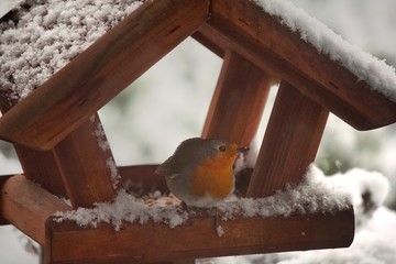 Rotkehlchen zur Winterzeit im Vogelhaus