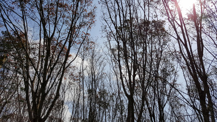 view in rubber plantation