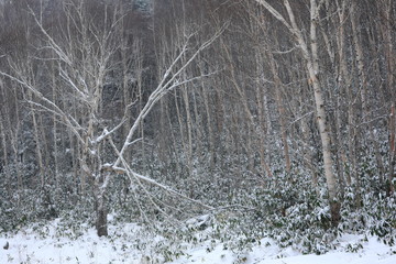 冬の志賀高原
