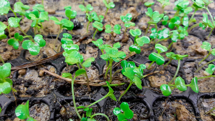 growing green plant in soil