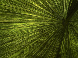 Obraz premium Close up of tropical leaf