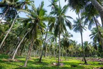 Obraz premium Coconut plantation in Asia