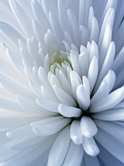 Close up of white Chrysanthemum black background - 185271201