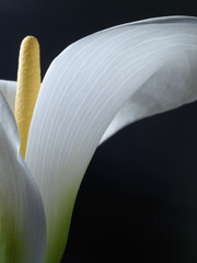 Detail of Arum Lily Zantedeschia aethiopica