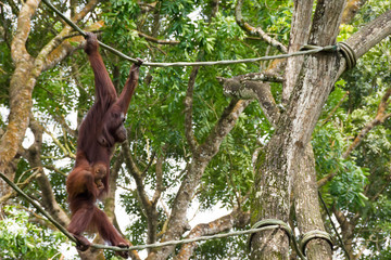 Family of orangutan playing in the trees with  their kids