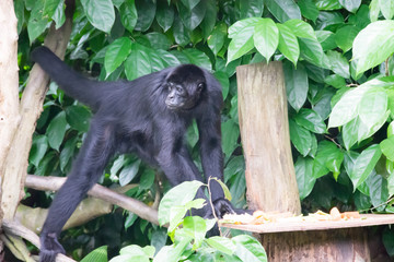 Black Gibbons while looking for food in a forest