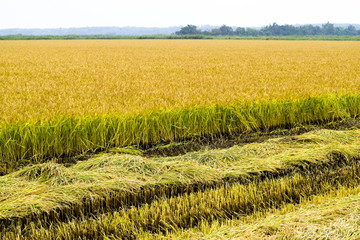 Field rice harvest began. Field of rice in the rice paddies. Rice cultivation in temperate climates.