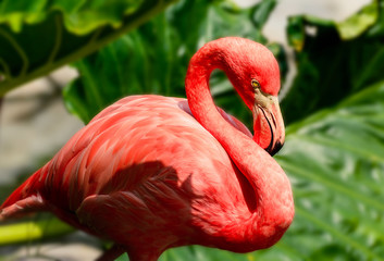 Red Flamingos in the zoo.