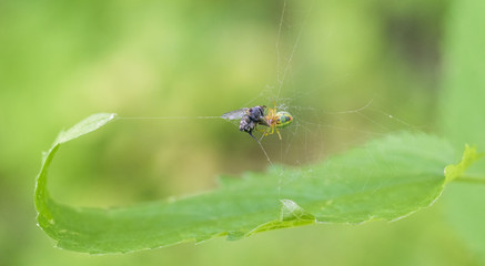 spider with prey