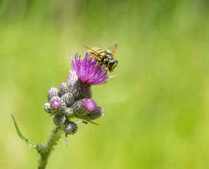 Hoverfly on thistle flower