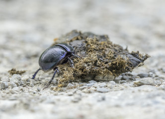 dung beetle closeup