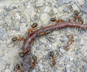 ants and earthworm
