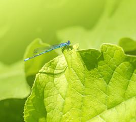 blue Damselfly resting on a leaf