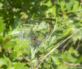 funnel-web spider