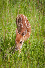 Shy White-Tailed Deer Fawn (Odocoileus virginianus)