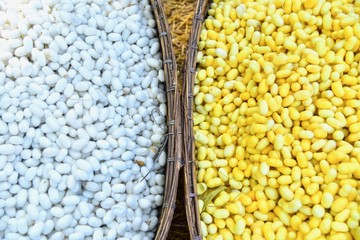 Top View of White and Yellow Silkworm Cocoon in Rattan Basket