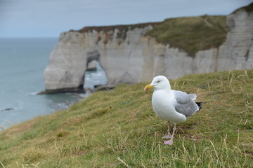 Möwe bei Etretat
