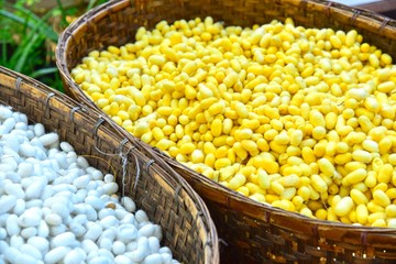 Pile of Natural Yellow Silkworm Cocoon in Rattan Basket
