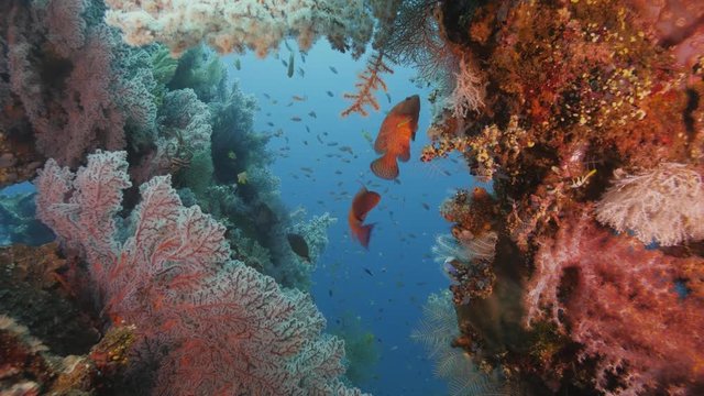 Colorful Coral Reef With Anthias and coral grouper under the wreck