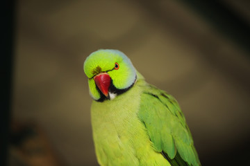 Green Parrot Red beak