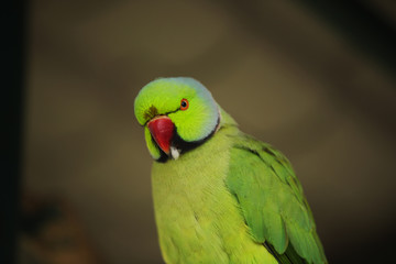 Fototapeta na wymiar Green Parrot Red beak