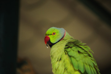 Green Parrot Red beak