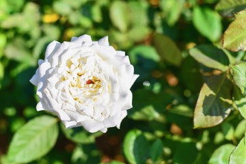 Beautiful White Rose in a Garden