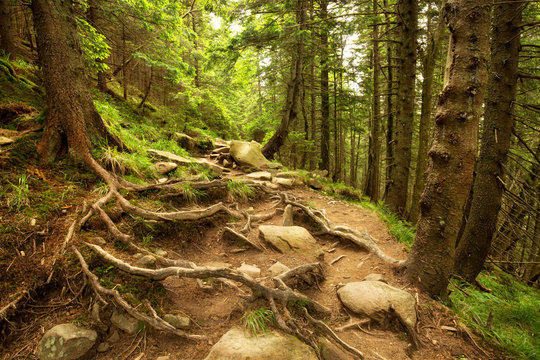 Fototapeta Stone path in the beautiful mountainside spruce forest, summertime hiking trail. outdoor travel background