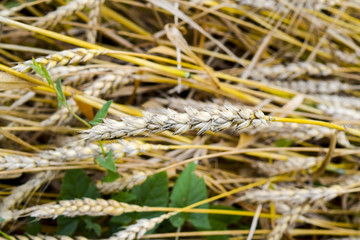 field of wheat. Photo Shooting quadrocopters field of ripe crops.